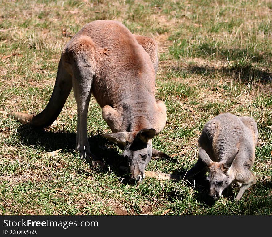 Kangaroo family eating in a field, southern Australia. Kangaroo family eating in a field, southern Australia