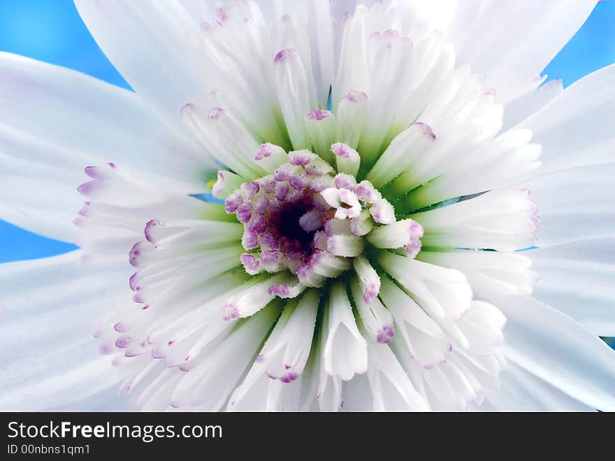 Close up image of white flower. Close up image of white flower