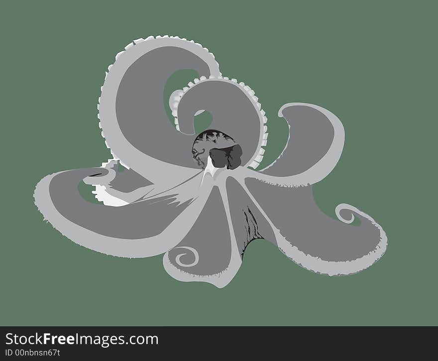 Octopus