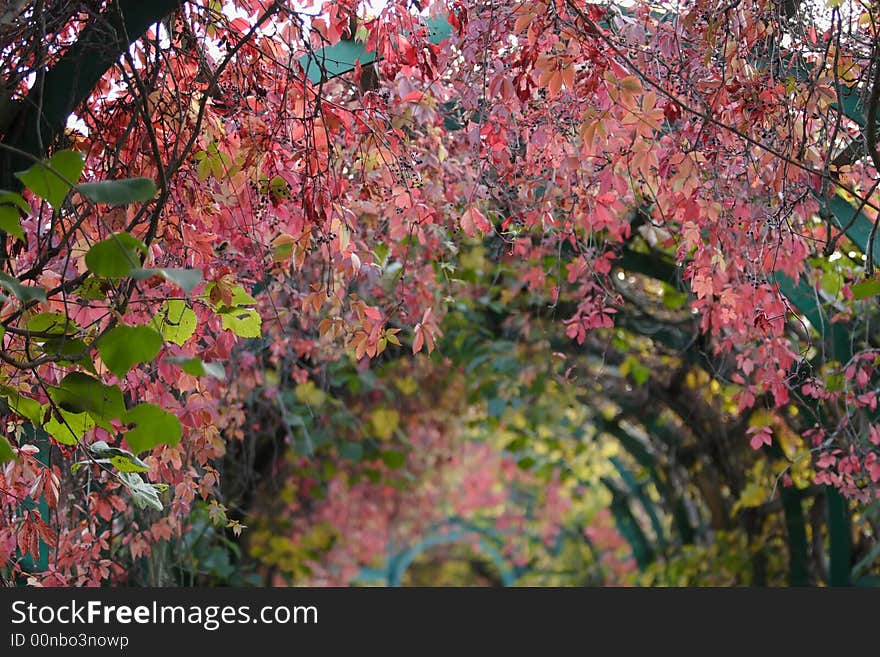 Autumn grape alley-2