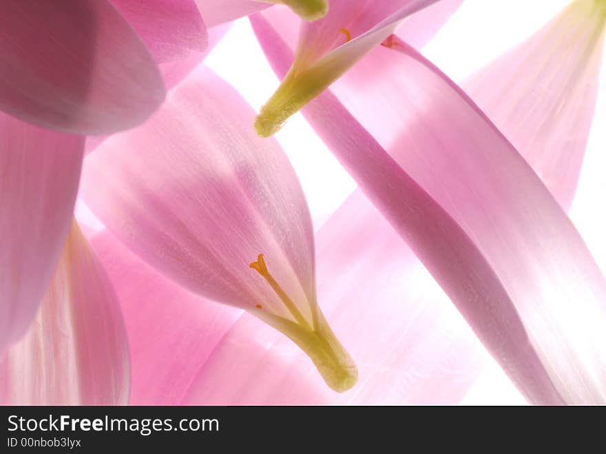 Transparent pink flower petals on light box. Transparent pink flower petals on light box