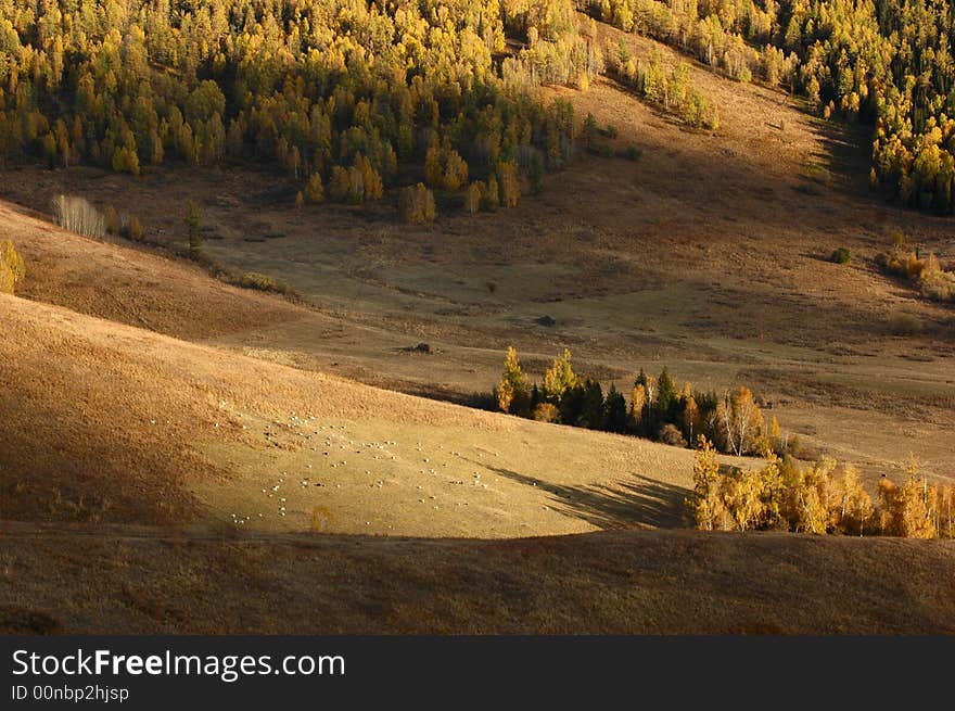 This is a alpine pasture land shot on the way to Hemu village. Sheep are browsing on the hillside, shining in the sunlight  
Northern Xinjiang, China 
October, 2007. This is a alpine pasture land shot on the way to Hemu village. Sheep are browsing on the hillside, shining in the sunlight  
Northern Xinjiang, China 
October, 2007