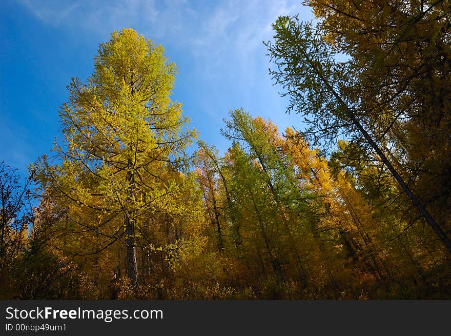 The pine trees stand on mountains, reaching into the sky. 
Northern Xinjiang, China
October, 2007