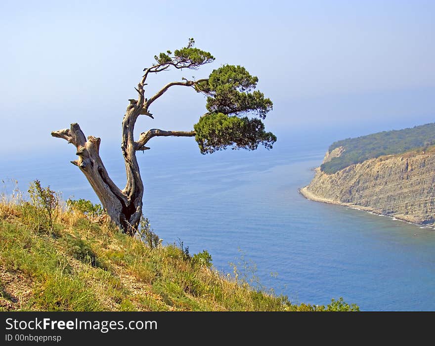 Tree And The Sea