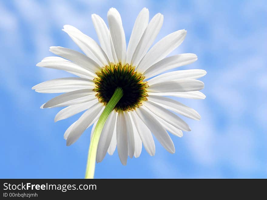 Image of white daisy against blue sky