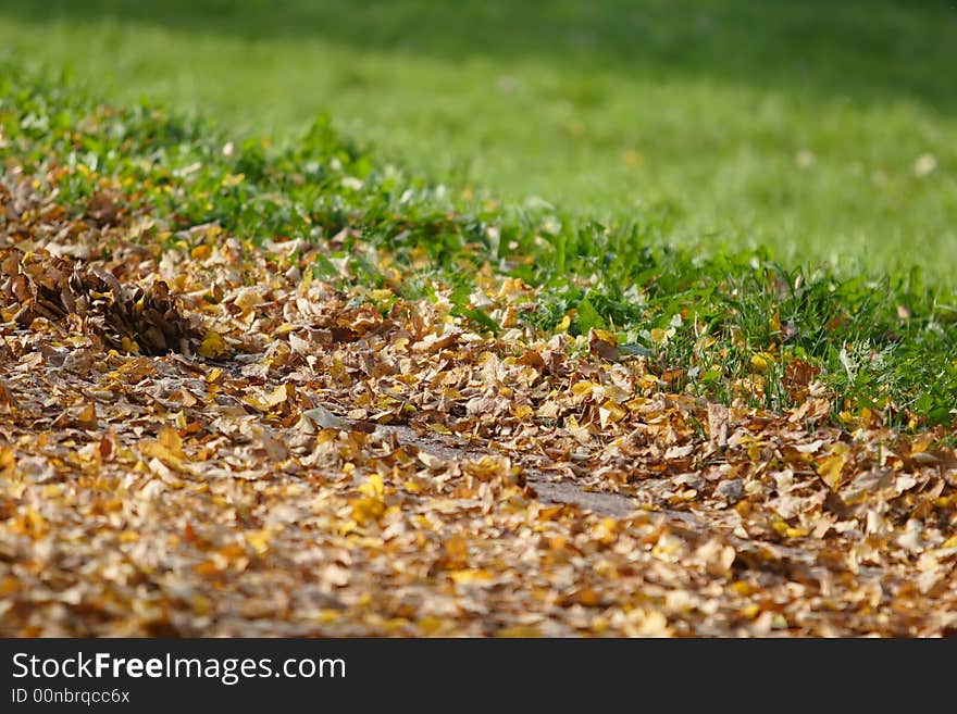 Autumn Leaves Contrasting With Grass