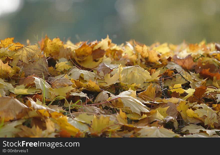 Bright yellow, red and green autumn maple leaves