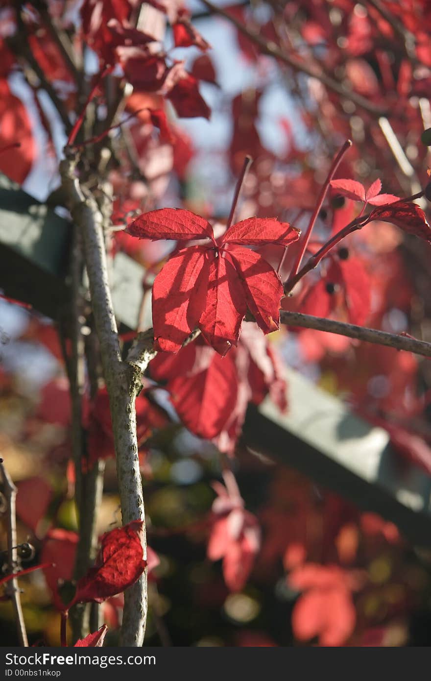 Red Autumn leaves