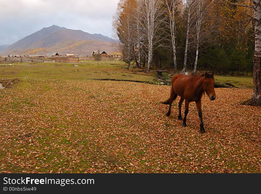 A lonely horse strolls to the birch woods in a cloudy afternoon.
Photo in Hemu village, Xinjiang
October, 2007. A lonely horse strolls to the birch woods in a cloudy afternoon.
Photo in Hemu village, Xinjiang
October, 2007