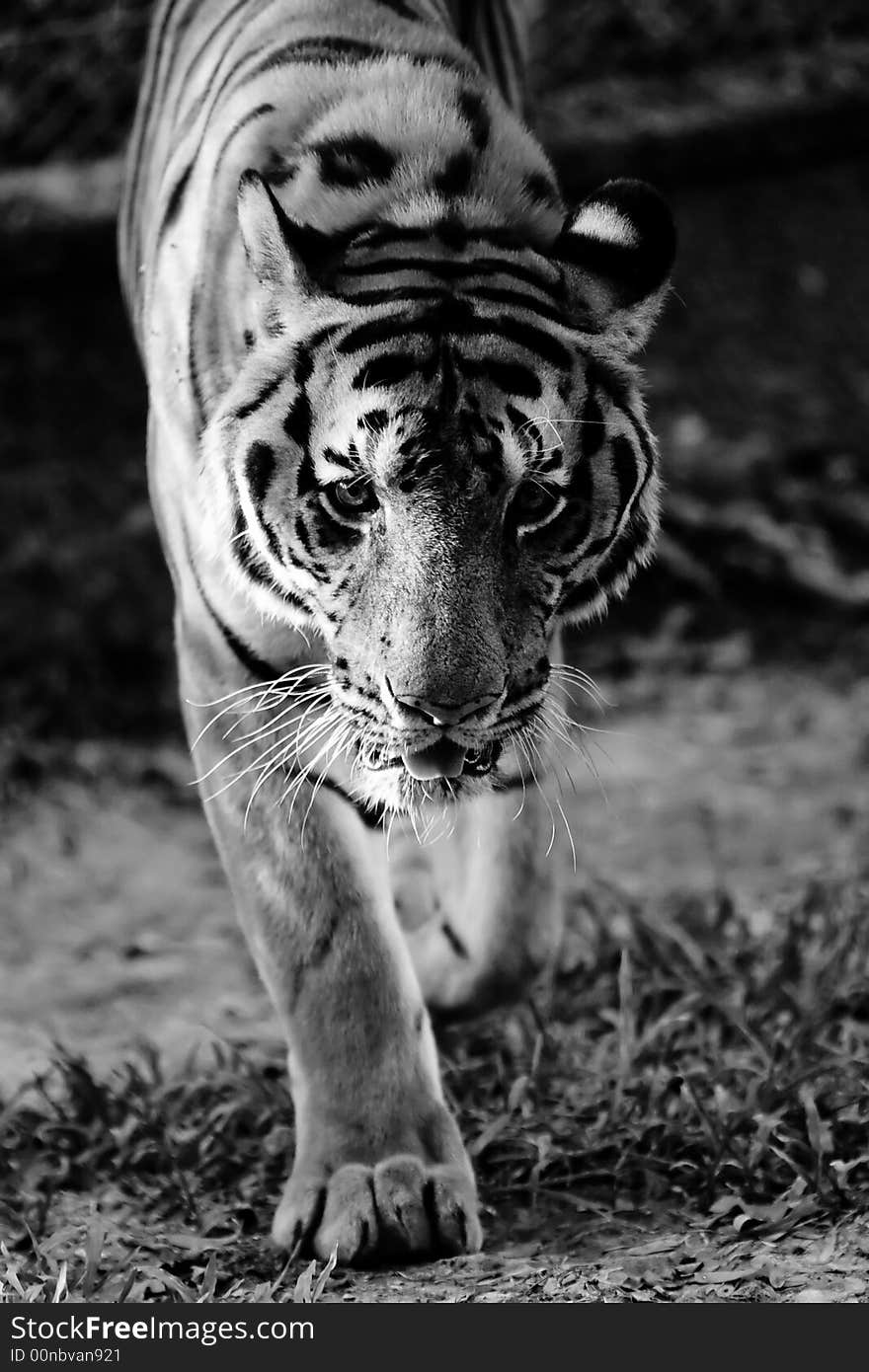 Tiger staring into camera. (Panthera tigris)