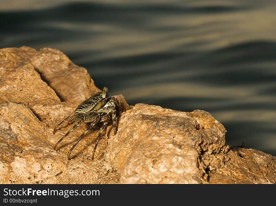 The crab on a rock. Red Sea. Egypt.