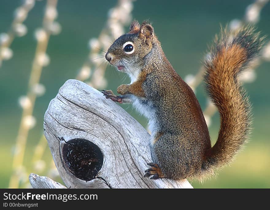 Red Squirrel