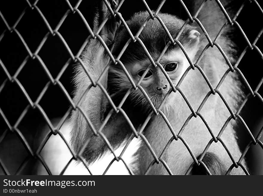 Monkey inside a cage.
Grain is visible.
Very Shallow depth of field. Monkey inside a cage.
Grain is visible.
Very Shallow depth of field.