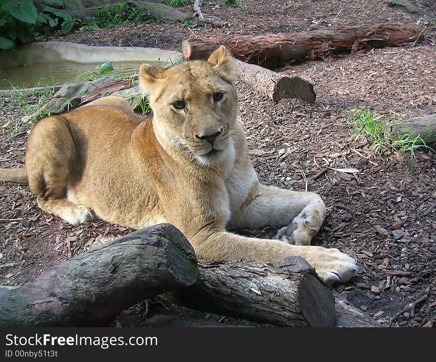 female lion at sydney zoo,australia. female lion at sydney zoo,australia