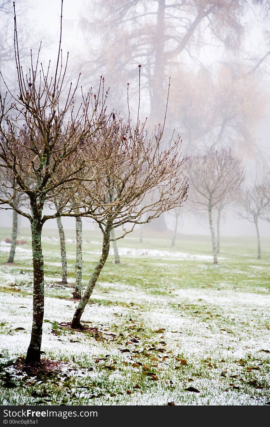 Fog in the park