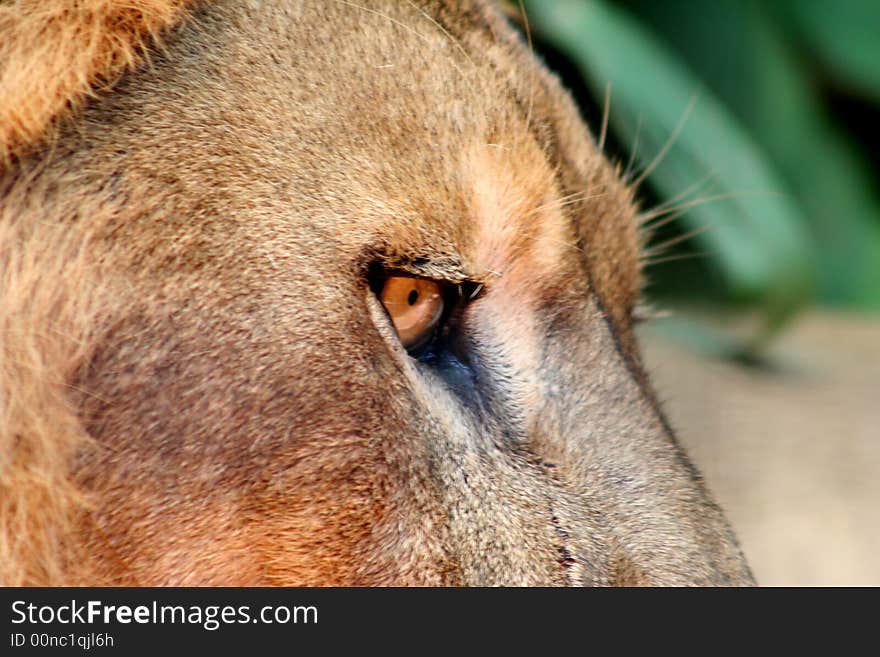 Close up of a lions eyes