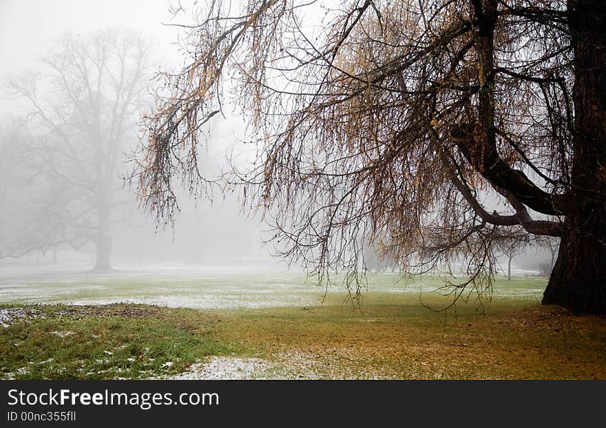 Fog in the park