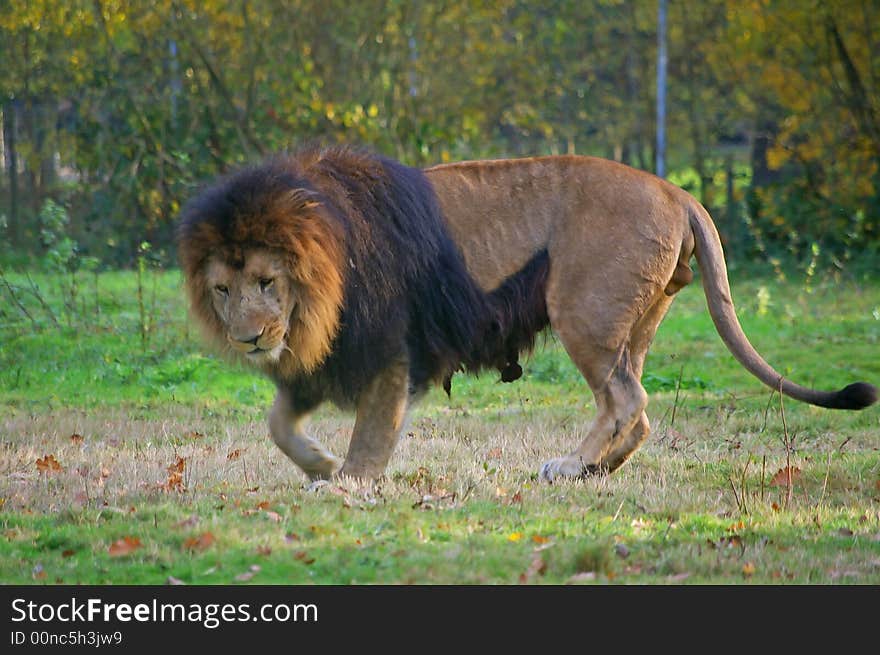 A wonderful and big lion walking peacefully