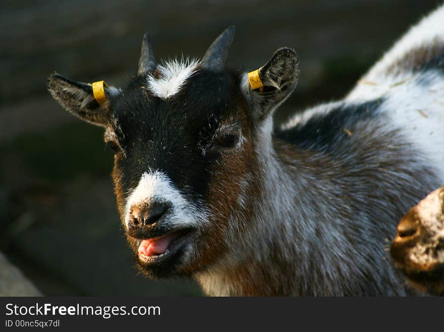 Goat telling something to the people