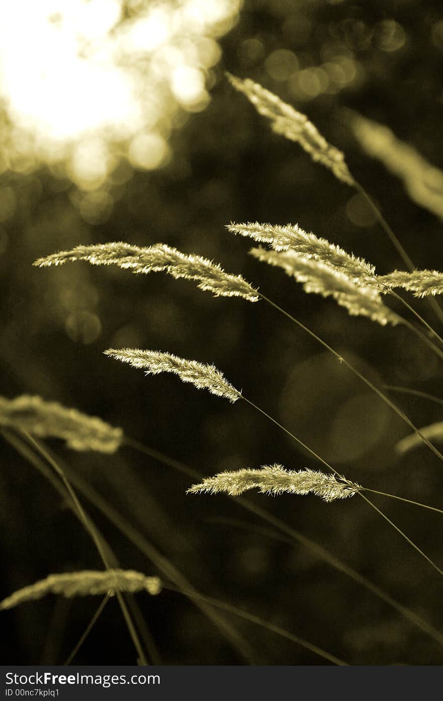 Luminous tassels of a Chee Reed Grass, Calamagrostis epigeios