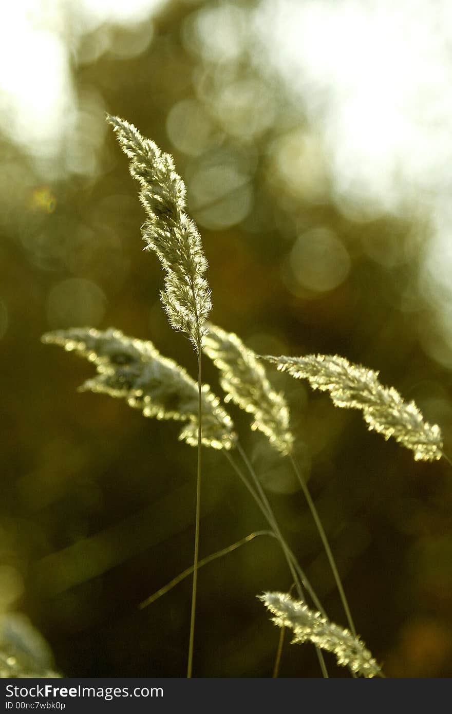 Luminous tassels of a Chee Reed Grass, Calamagrostis epigeios