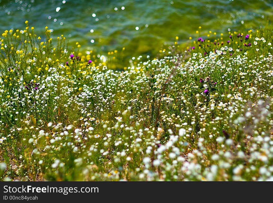 Summer meadow and the sea