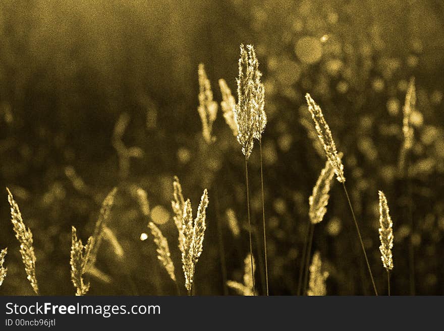 Luminous tassels of a Chee Reed Grass, Calamagrostis epigeios