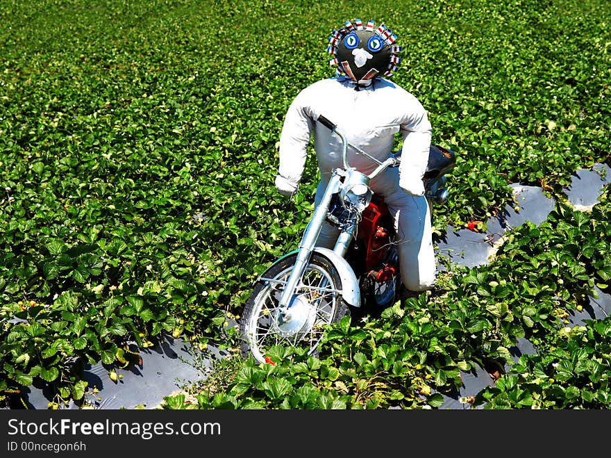 Scarecrow sitting on a old motorcycle in the middle of a strawberry field. Scarecrow sitting on a old motorcycle in the middle of a strawberry field