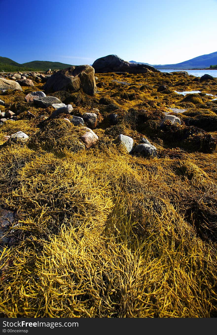 Algae at low tide