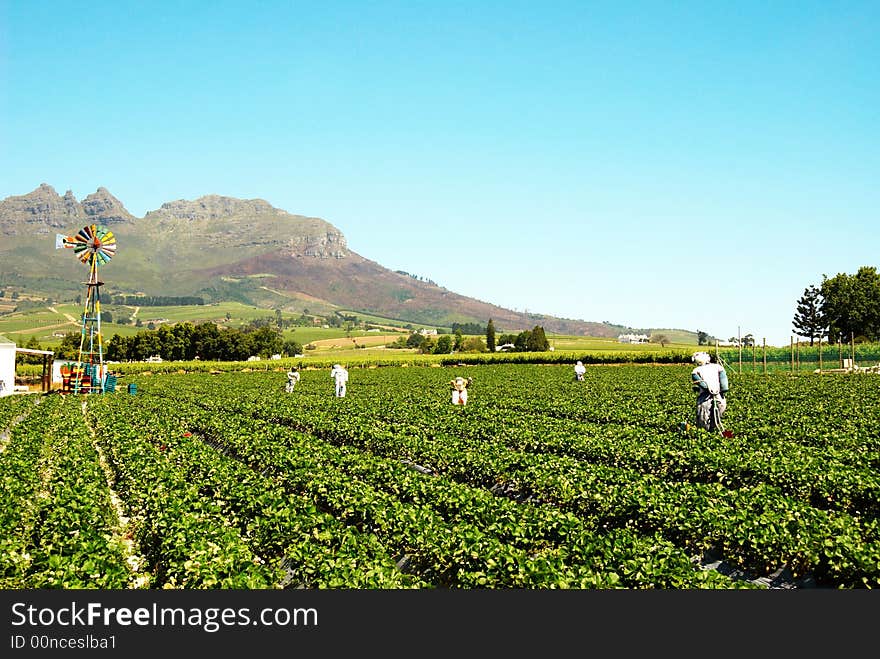 Field of strawberries