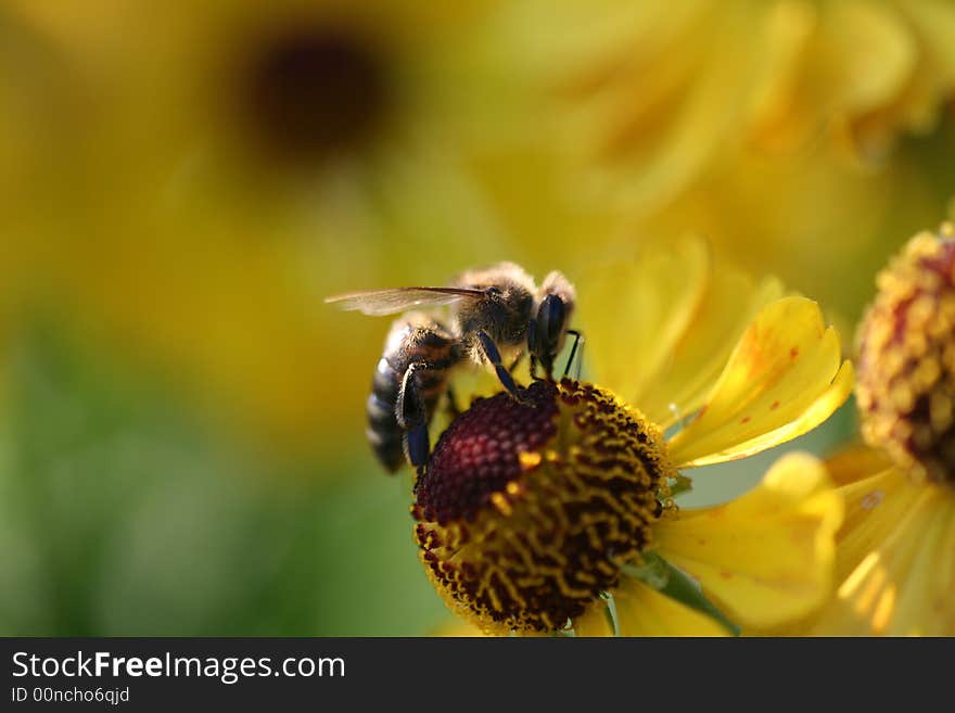 Nice bee on a yellow flower, bright and sunny. Nice bee on a yellow flower, bright and sunny