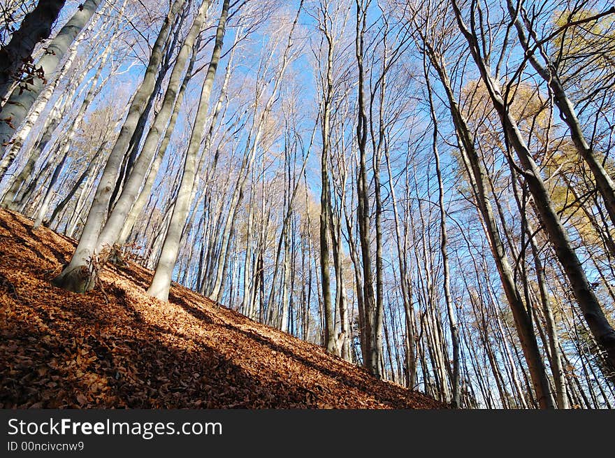 Autumn Forest