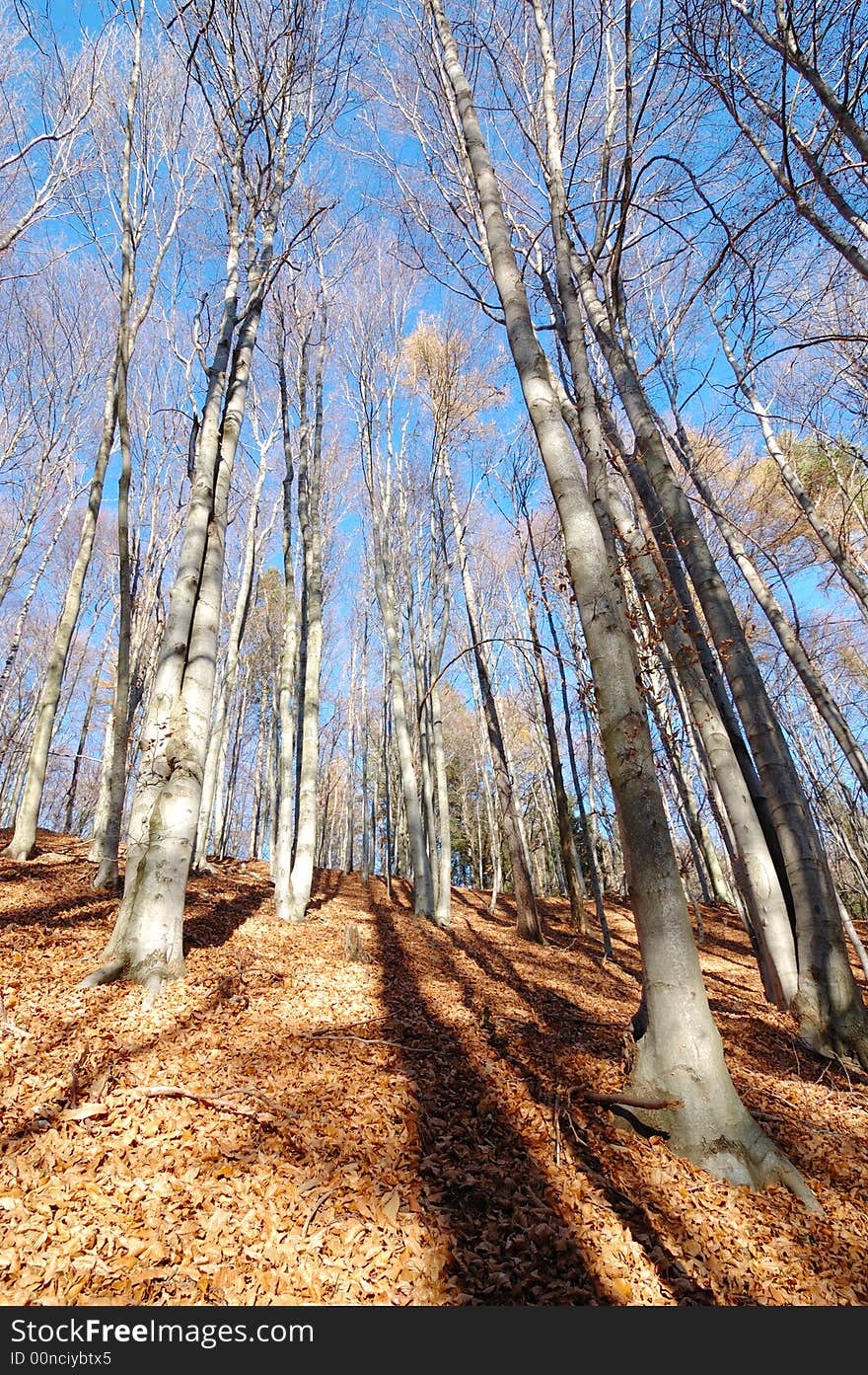 Mountain Beech woods during fall season; vertical orientation. Mountain Beech woods during fall season; vertical orientation