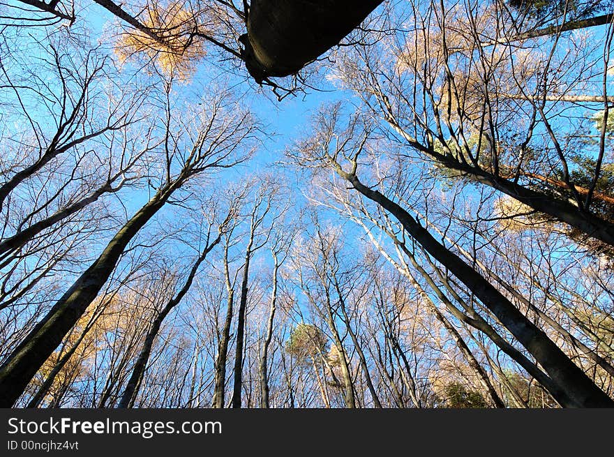 Mountain Beech woods during fall season; horizontal orientation. Mountain Beech woods during fall season; horizontal orientation