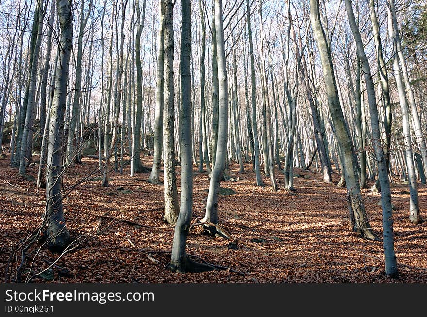 Mountain Beech woods during fall season; horizontal orientation. Mountain Beech woods during fall season; horizontal orientation