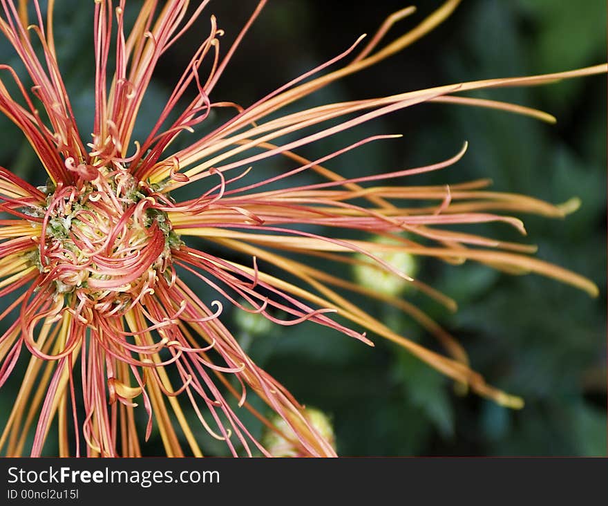 Red chrysanthemum of the autumn