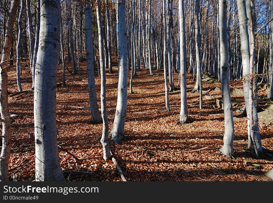 Mountain Beech woods during fall season; horizontal orientation. Mountain Beech woods during fall season; horizontal orientation