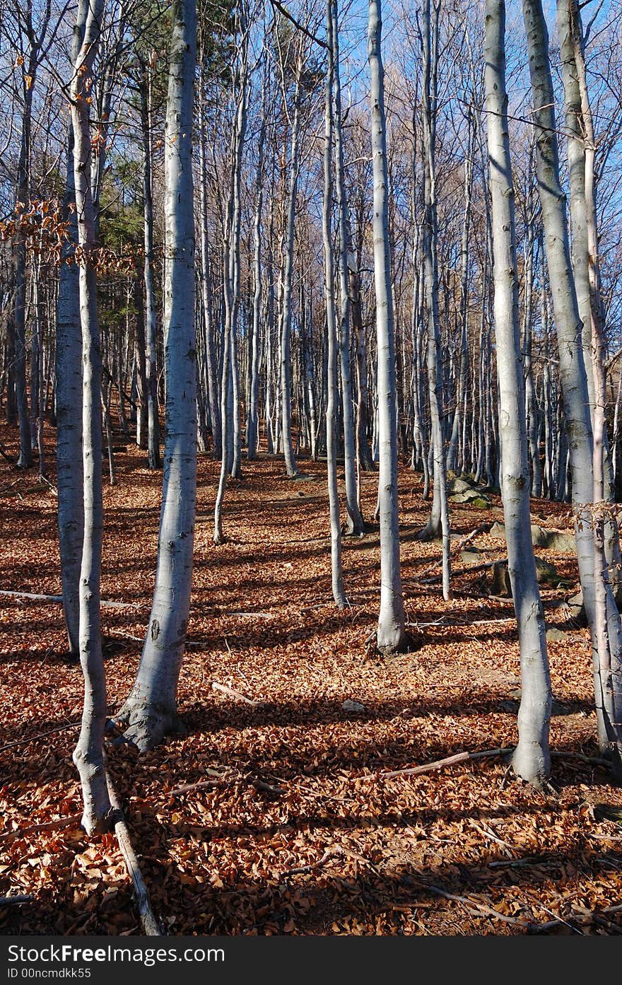 Mountain Beech woods during fall season; vertical orientation. Mountain Beech woods during fall season; vertical orientation