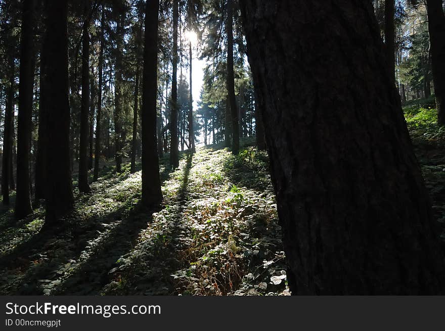 Mountain woods during fall season; horizontal orientation. Mountain woods during fall season; horizontal orientation