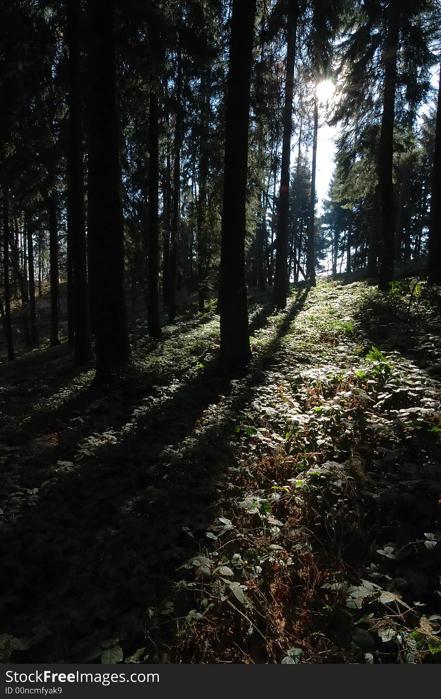 Mountain woods during fall season; vertical orientation. Mountain woods during fall season; vertical orientation