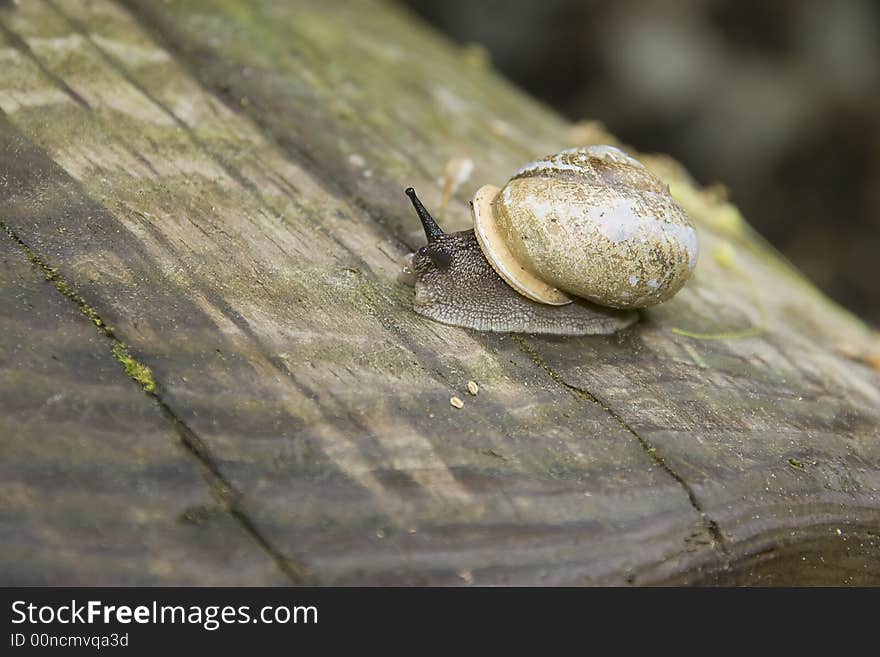 Snail crawing on a log