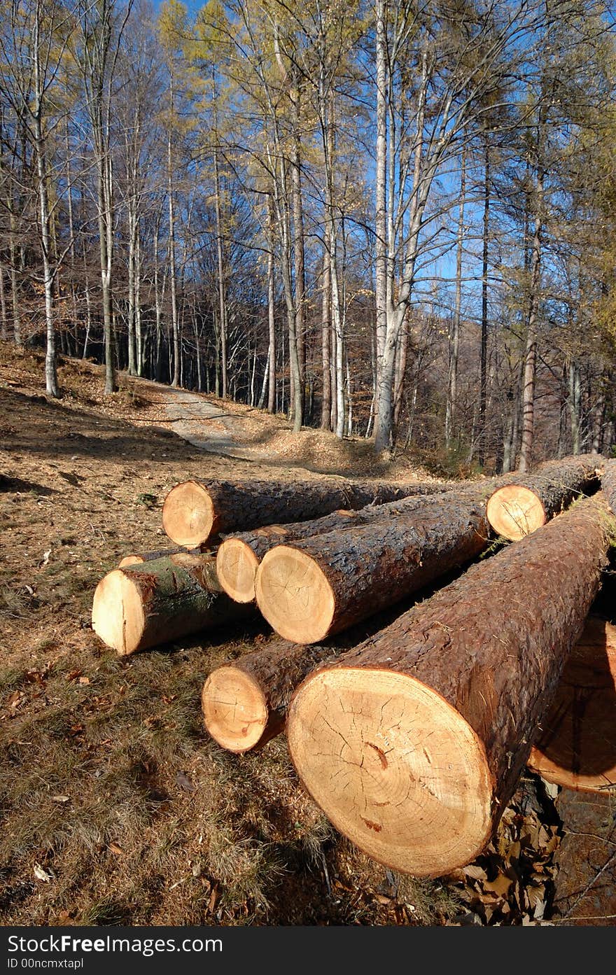 Stack of wood