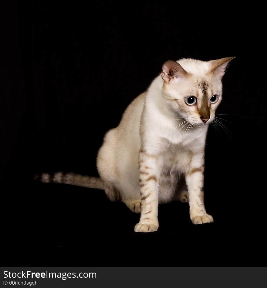 Snow bengal cat isolated on black background. Snow bengal cat isolated on black background