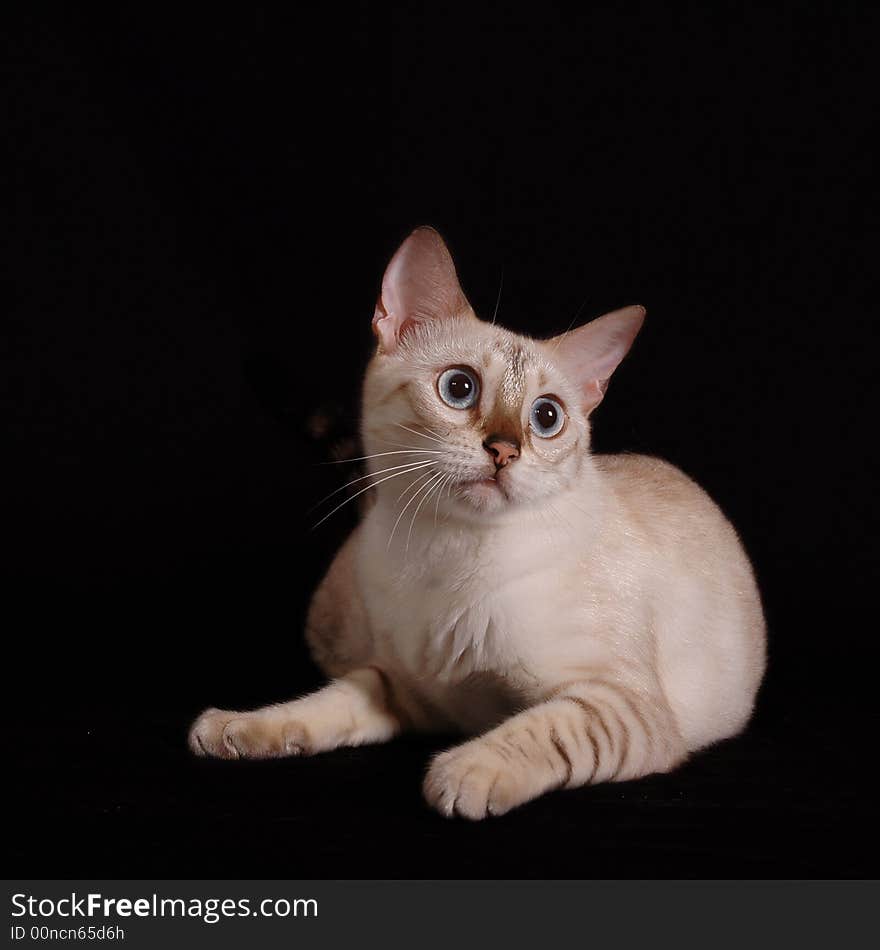 Snow bengal cat isolated on black background. Snow bengal cat isolated on black background