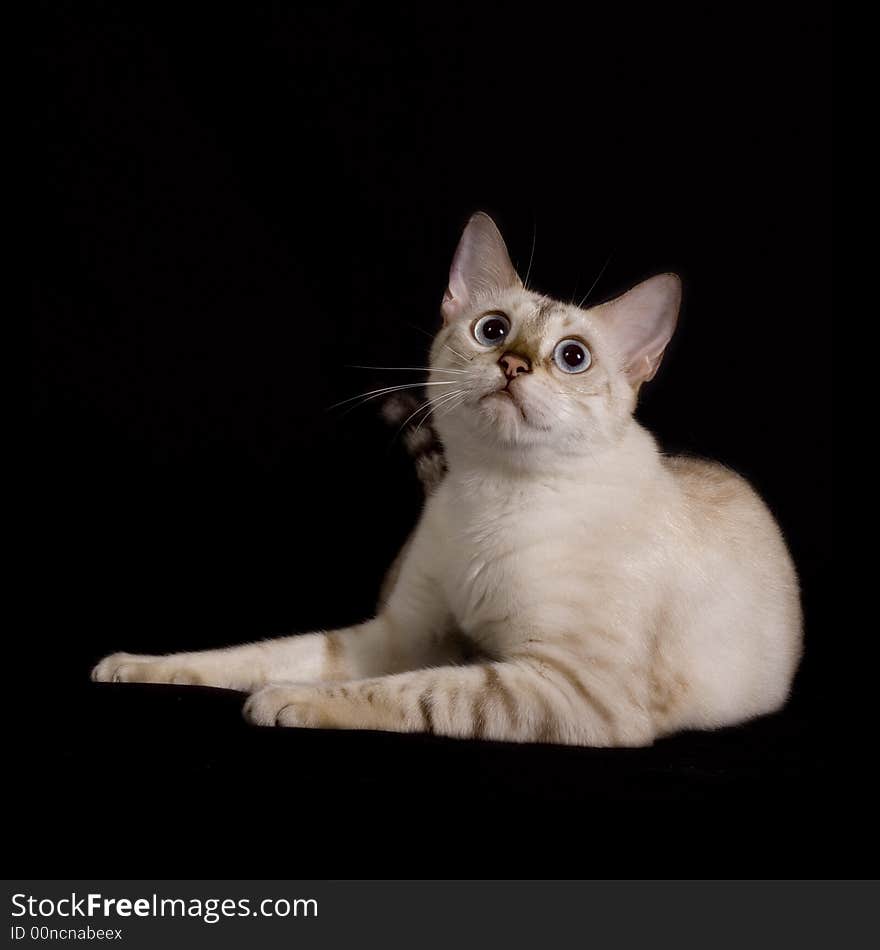 Snow bengal cat isolated on black background. Snow bengal cat isolated on black background