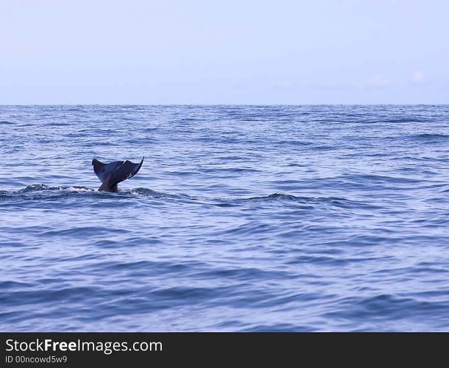 A Pilot Whale tail out of the water in the middle of the Atlantic Ocean.