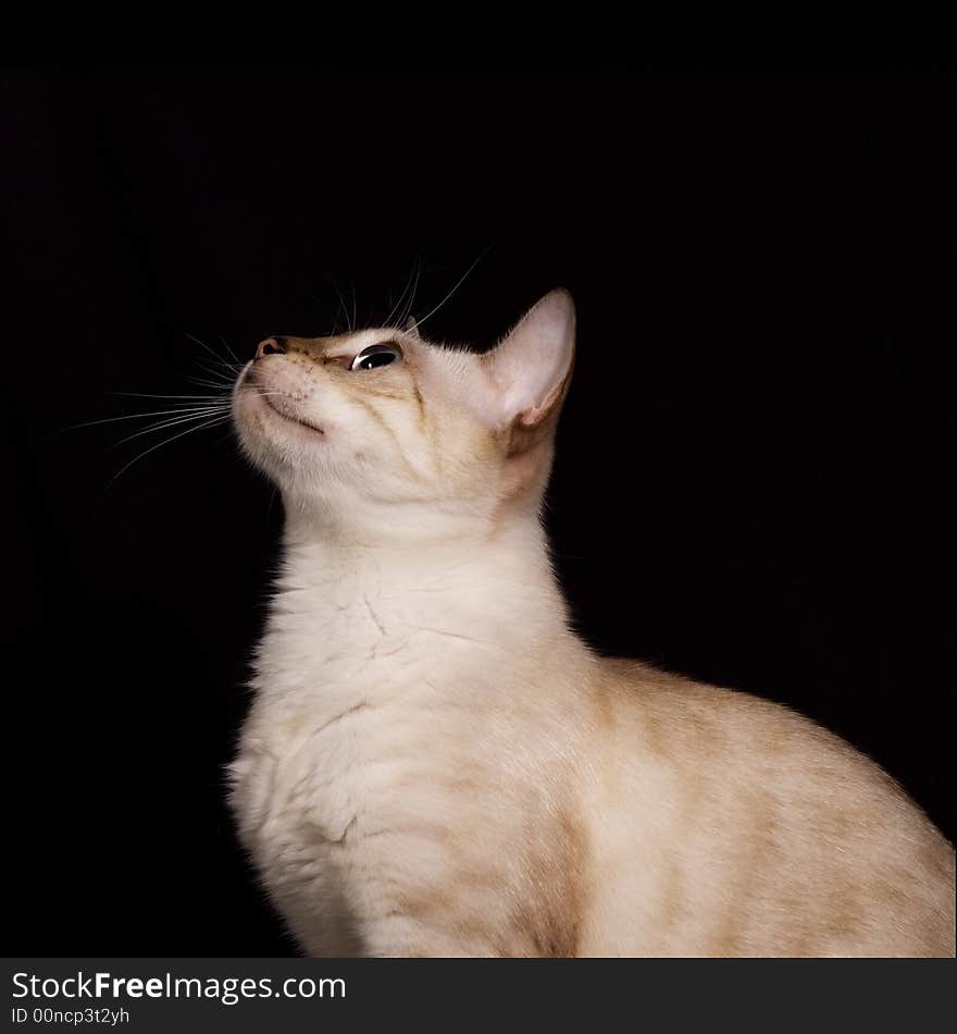 Snow bengal cat isolated on black background. Snow bengal cat isolated on black background