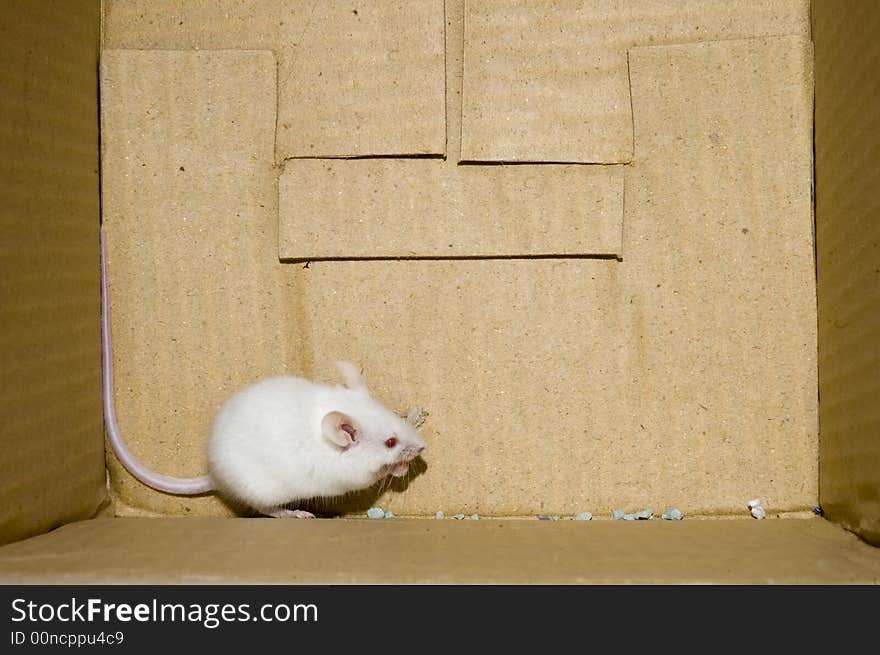 White mouse on a box background. White mouse on a box background