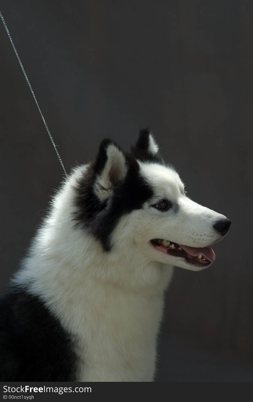 Picture of a piebald husky head over gray background. Picture of a piebald husky head over gray background