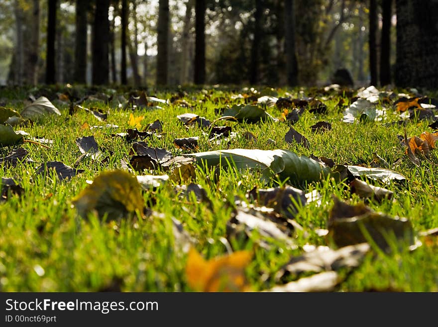 Grassland